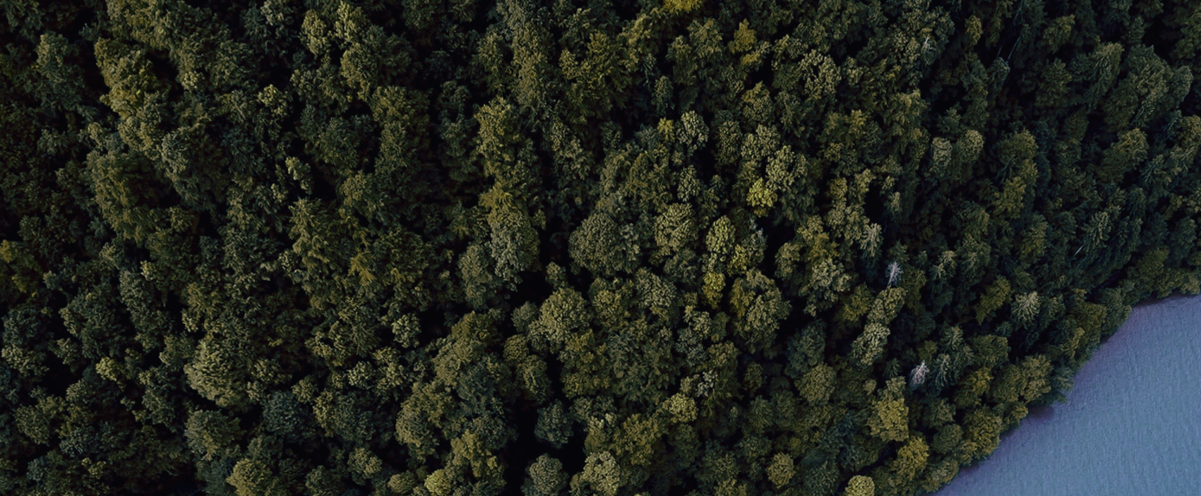 Amazon er vores hjemmebane – skal vi hjælpe dig med at finde vej?